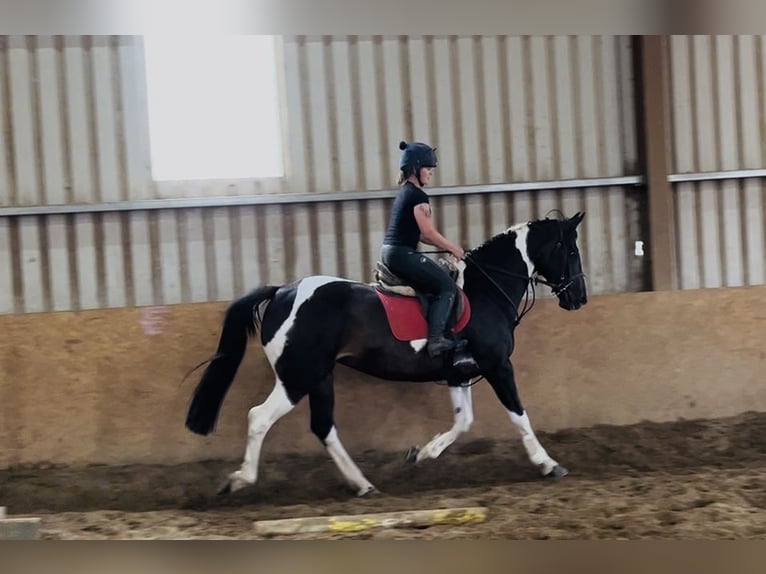 Irish sport horse Merrie 9 Jaar 165 cm Appaloosa in Sligo