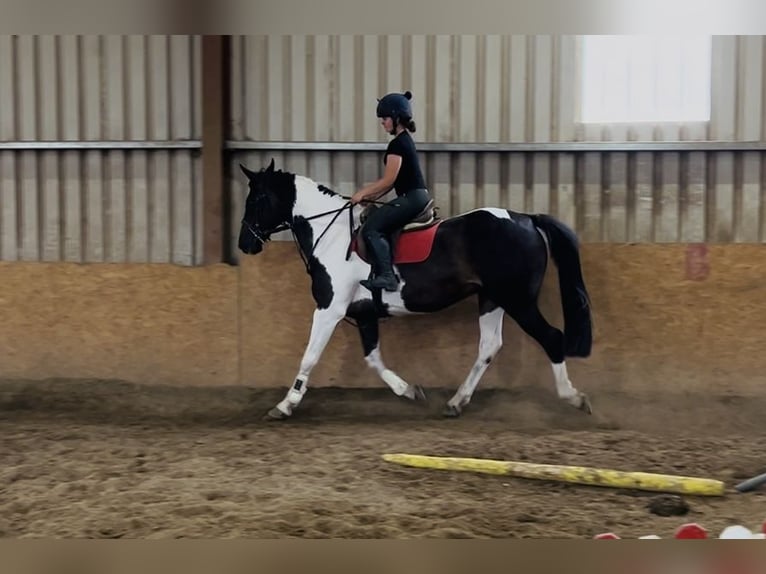 Irish sport horse Merrie 9 Jaar 165 cm Appaloosa in Sligo