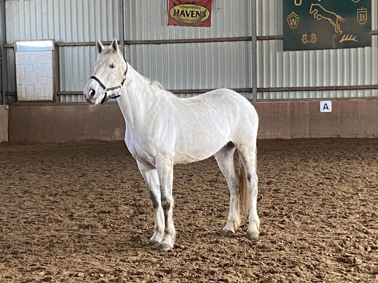 Irish sport horse Merrie 9 Jaar 165 cm Schimmel in Elze Esbeck