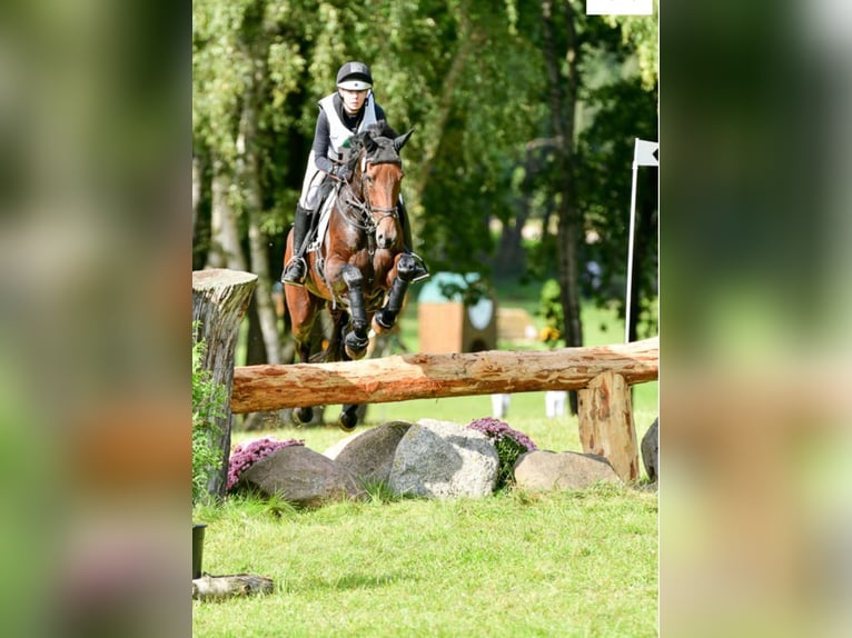 Irish sport horse Merrie 9 Jaar 168 cm Donkerbruin in Kleinwiehe