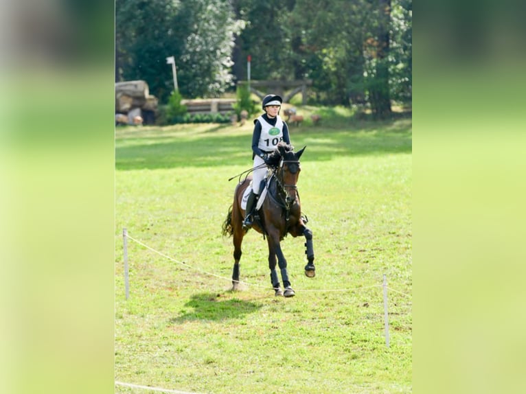 Irish sport horse Merrie 9 Jaar 168 cm Donkerbruin in Kleinwiehe