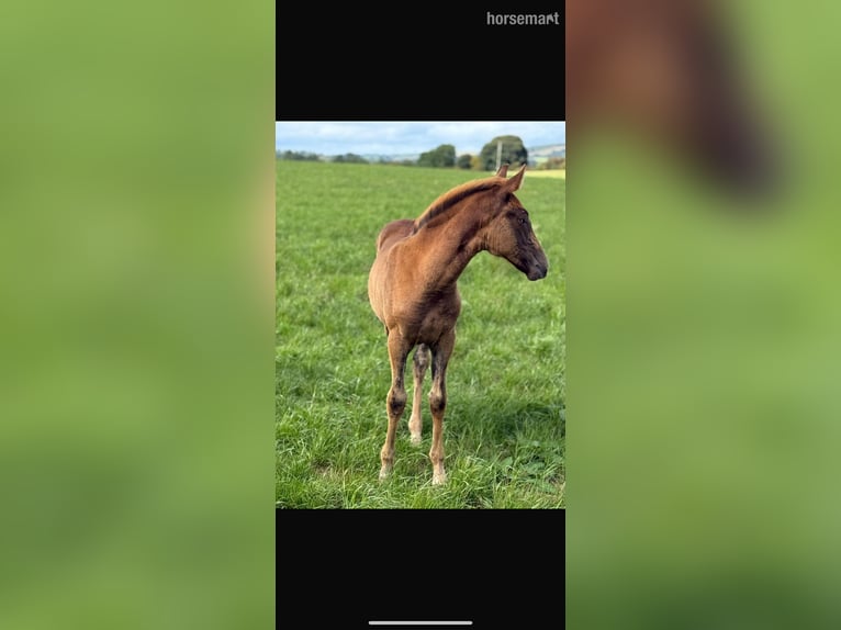 Irish sport horse Merrie Veulen (06/2025) 165 cm Donkere-vos in Carlow