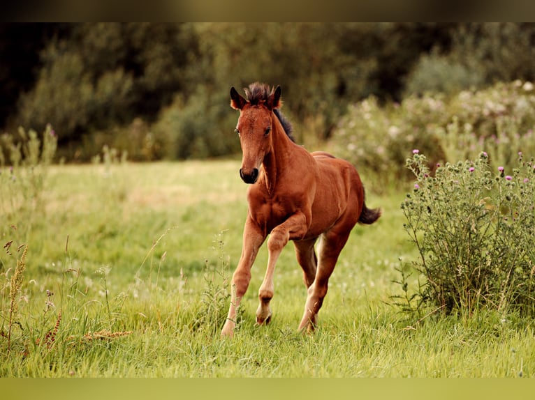 Irish sport horse Mix Merrie veulen (05/2024) Bruin in Katzenelnbogen