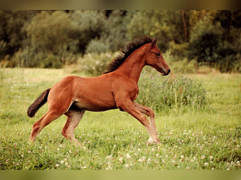 Irish sport horse Mix Merrie veulen (05/2024) Bruin in Katzenelnbogen