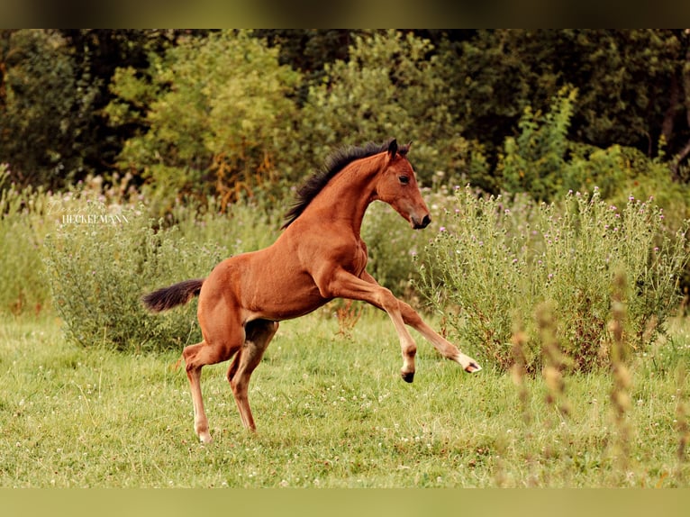 Irish sport horse Mix Merrie veulen (05/2024) Bruin in Katzenelnbogen