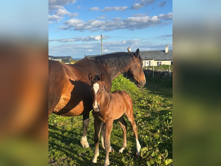 Irish sport horse Merrie Veulen (01/2026) Roodbruin in Newry