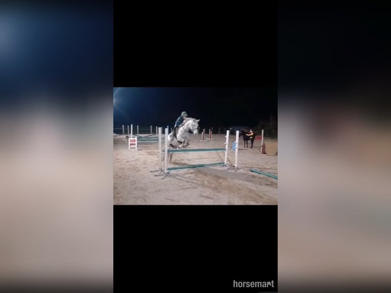 Irish sport horse Ruin 10 Jaar 147 cm Schimmel in Listowel