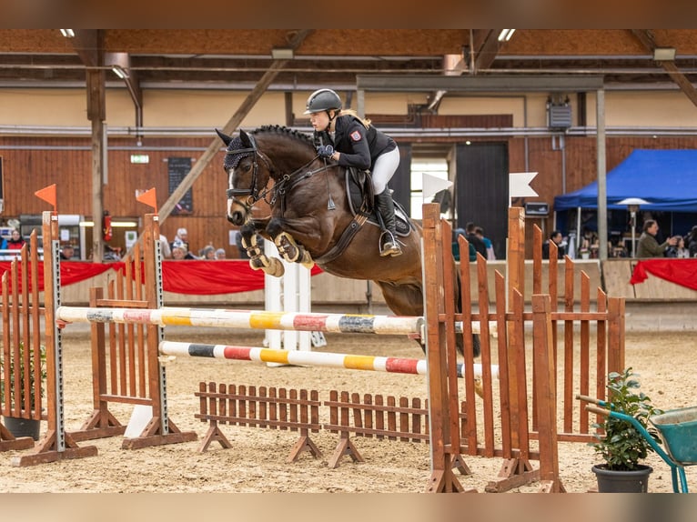 Irish sport horse Ruin 10 Jaar 148 cm Bruin in Bad Homburg vor der H&#xF6;he