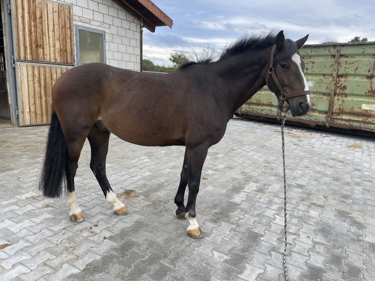 Irish sport horse Ruin 10 Jaar 148 cm Bruin in Bad Homburg vor der H&#xF6;he