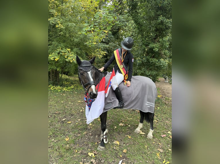 Irish sport horse Ruin 10 Jaar 148 cm Bruin in Bad Homburg vor der H&#xF6;he