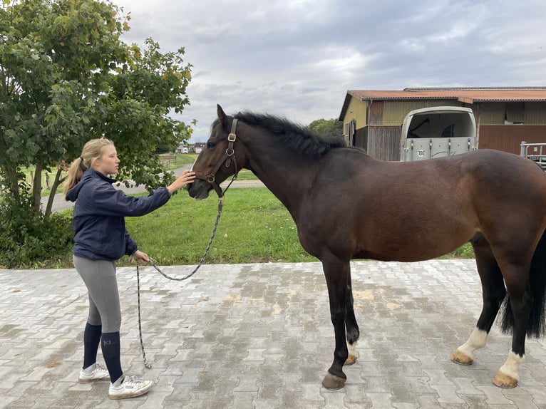 Irish sport horse Ruin 10 Jaar 148 cm Bruin in Bad Homburg vor der H&#xF6;he