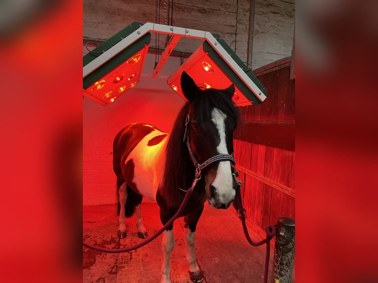 Irish sport horse Ruin 10 Jaar 153 cm Gevlekt-paard in Salzgitter