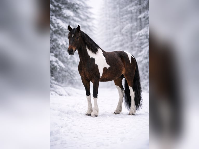 Irish sport horse Ruin 10 Jaar 155 cm Gevlekt-paard in Weiler-Simmerberg