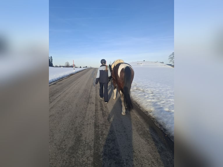 Irish sport horse Ruin 10 Jaar 155 cm Gevlekt-paard in Weiler-Simmerberg