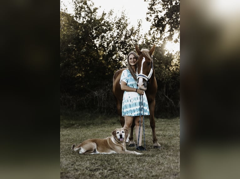 Irish sport horse Ruin 10 Jaar 159 cm Vos in Rheurdt