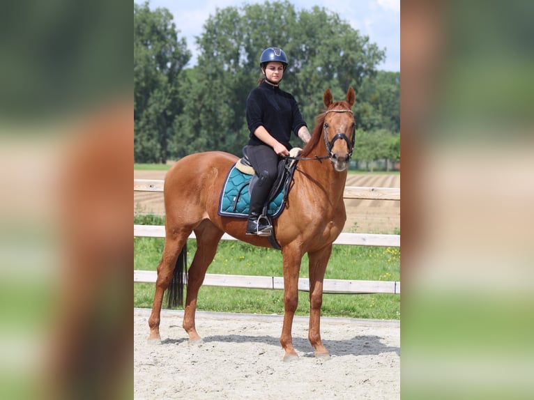 Irish sport horse Ruin 10 Jaar 162 cm Vos in Pepingen