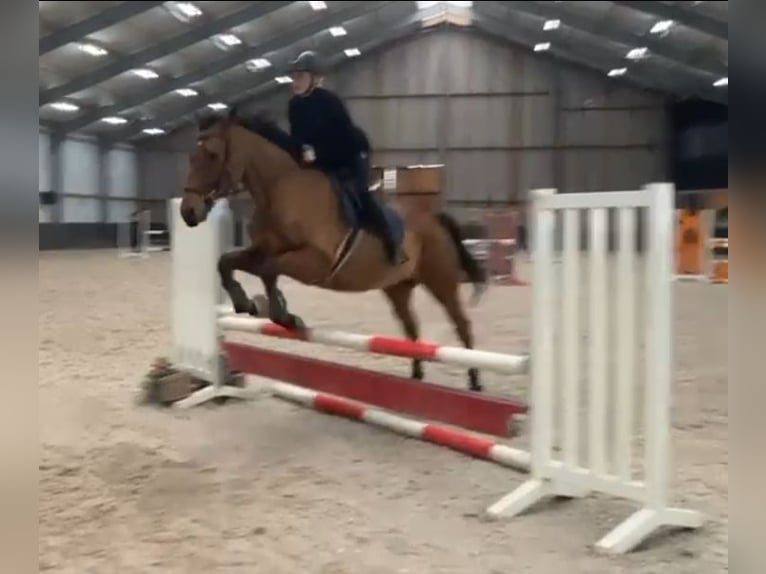Irish sport horse Ruin 10 Jaar 164 cm Bruin in Nettetal