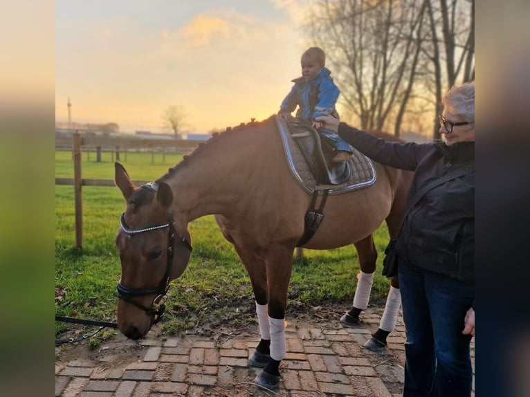 Irish sport horse Ruin 10 Jaar 164 cm Bruin in Nettetal