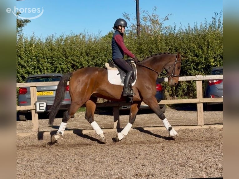 Irish sport horse Ruin 10 Jaar 164 cm Donkerbruin in grantham