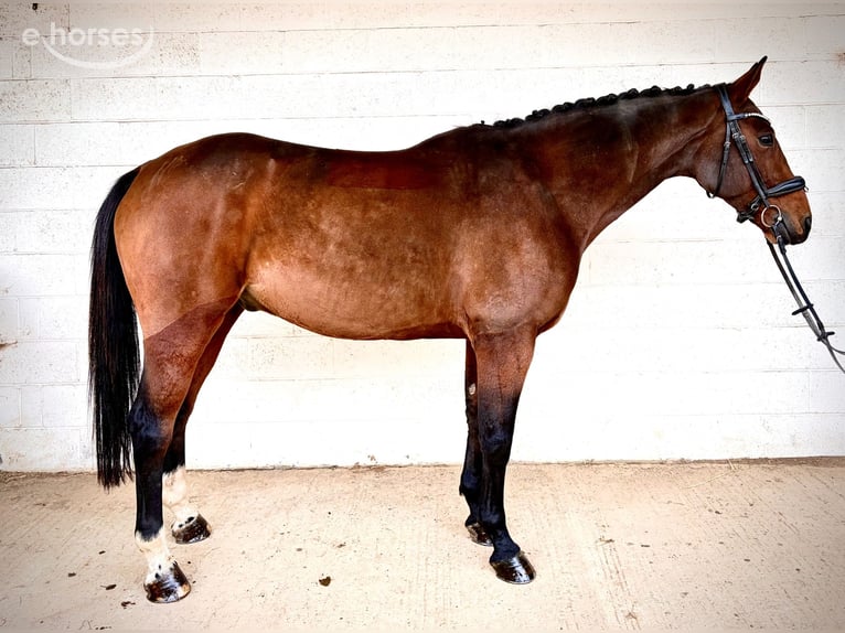 Irish sport horse Ruin 10 Jaar 164 cm Donkerbruin in grantham