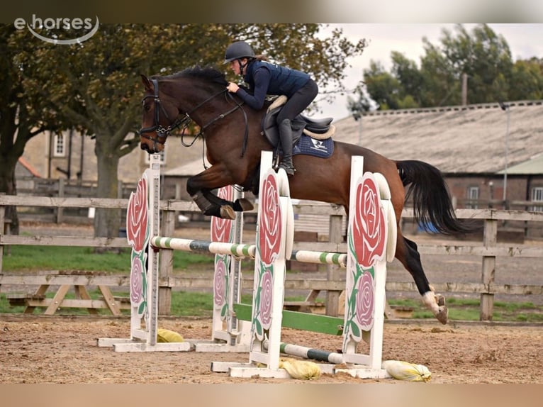 Irish sport horse Ruin 10 Jaar 164 cm Donkerbruin in grantham