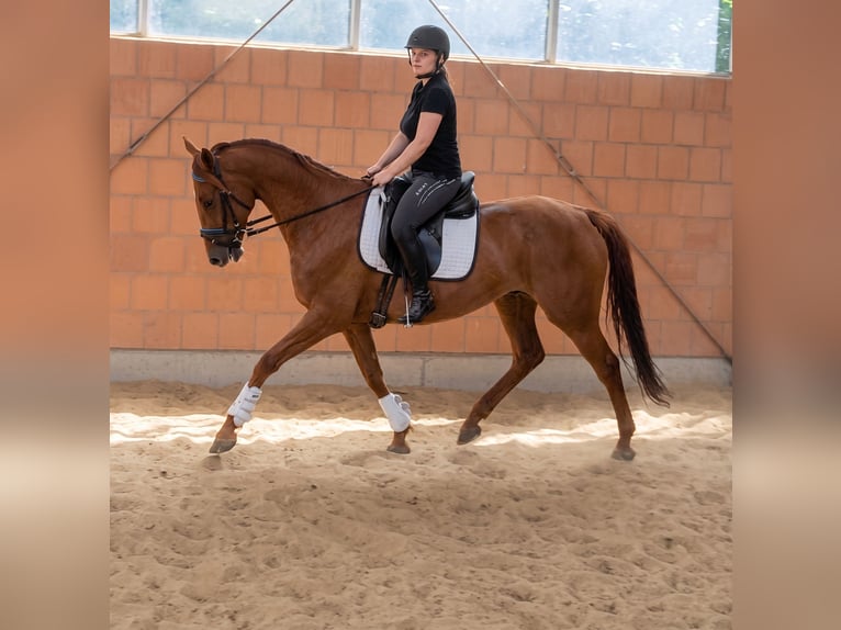 Irish sport horse Ruin 10 Jaar 164 cm Donkere-vos in Lage