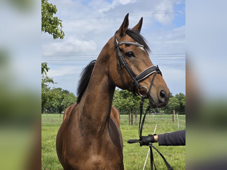 Irish sport horse Mix Ruin 10 Jaar 165 cm Bruin in Wachtendonk