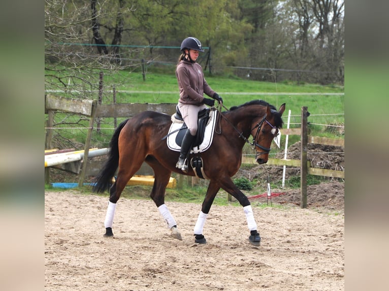 Irish sport horse Mix Ruin 10 Jaar 165 cm Bruin in Uelsenuelsen