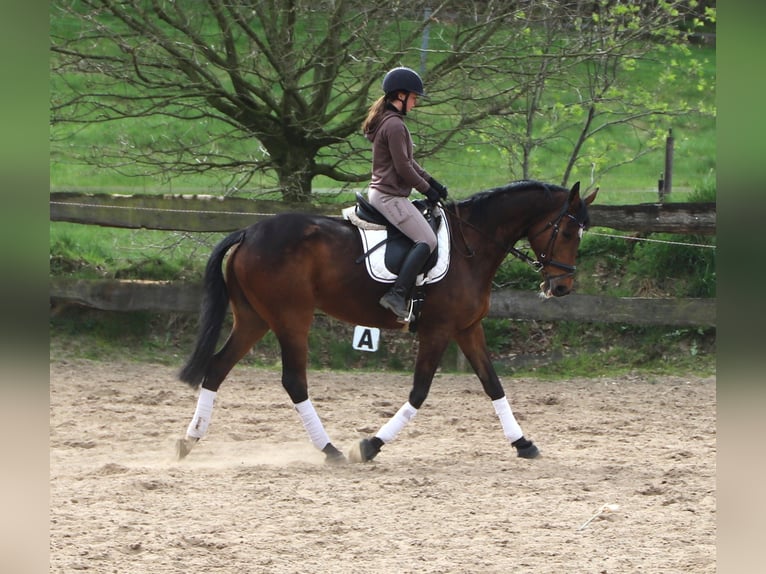 Irish sport horse Mix Ruin 10 Jaar 165 cm Bruin in Uelsenuelsen