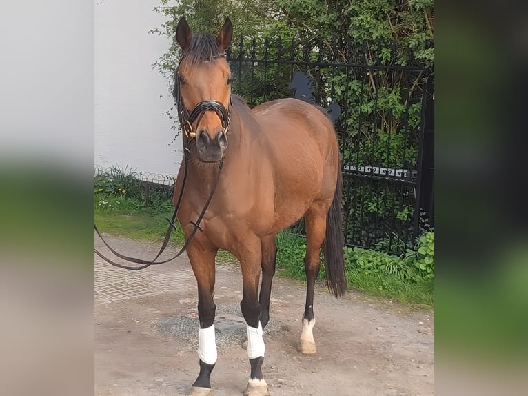 Irish sport horse Ruin 10 Jaar 165 cm Bruin in Blomberg