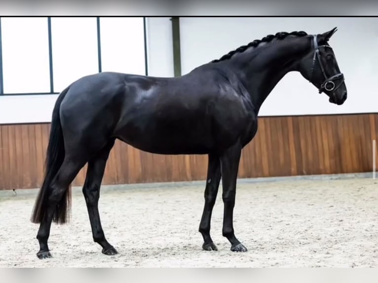 Irish sport horse Ruin 10 Jaar 169 cm Zwart in Berlin