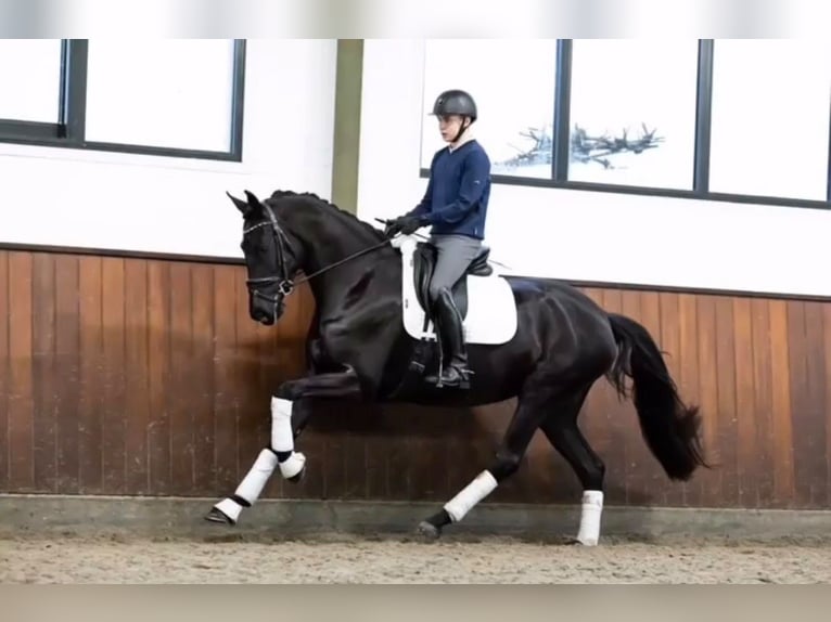 Irish sport horse Ruin 10 Jaar 169 cm Zwart in Berlin