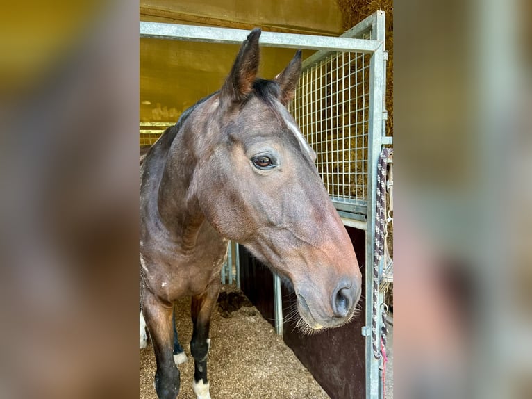 Irish sport horse Ruin 10 Jaar 170 cm Bruin in Bätterkinden