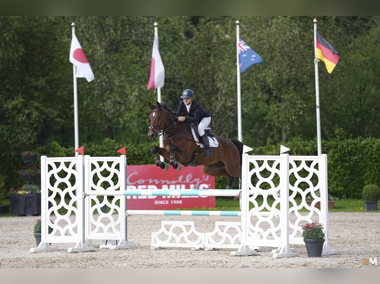 Irish sport horse Ruin 10 Jaar 170 cm Roodbruin in Wicklow