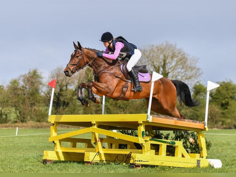 Irish sport horse Ruin 10 Jaar 170 cm Roodbruin in Wicklow