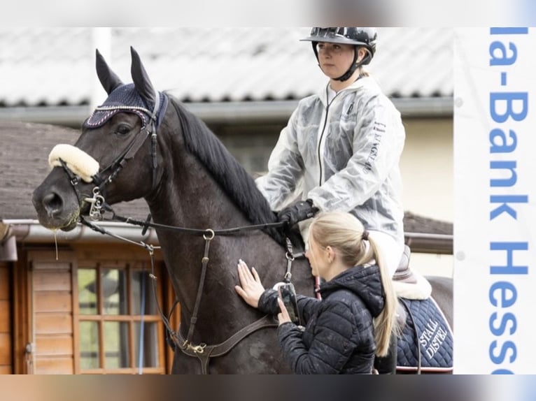 Irish sport horse Ruin 10 Jaar 172 cm Zwart in Wächtersbach