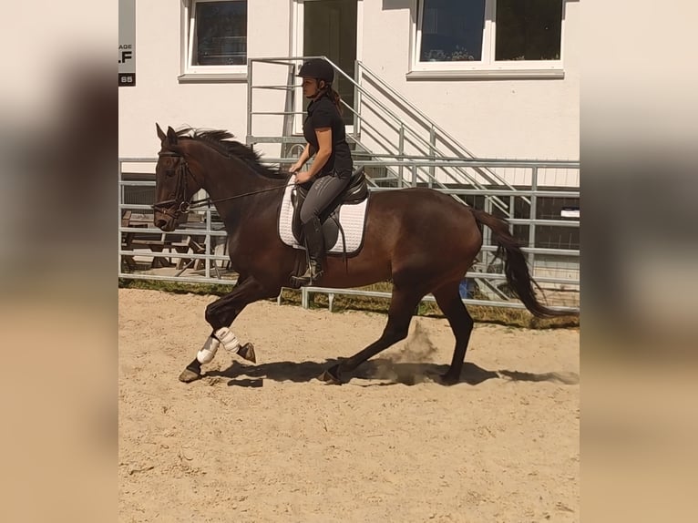 Irish sport horse Ruin 10 Jaar 175 cm Donkerbruin in Blomberg