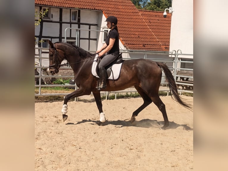 Irish sport horse Ruin 10 Jaar 175 cm Donkerbruin in Blomberg