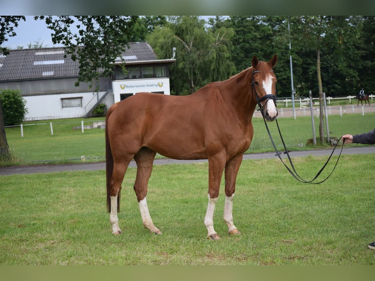 Irish sport horse Ruin 10 Jaar 175 cm Vos in Osnabrück
