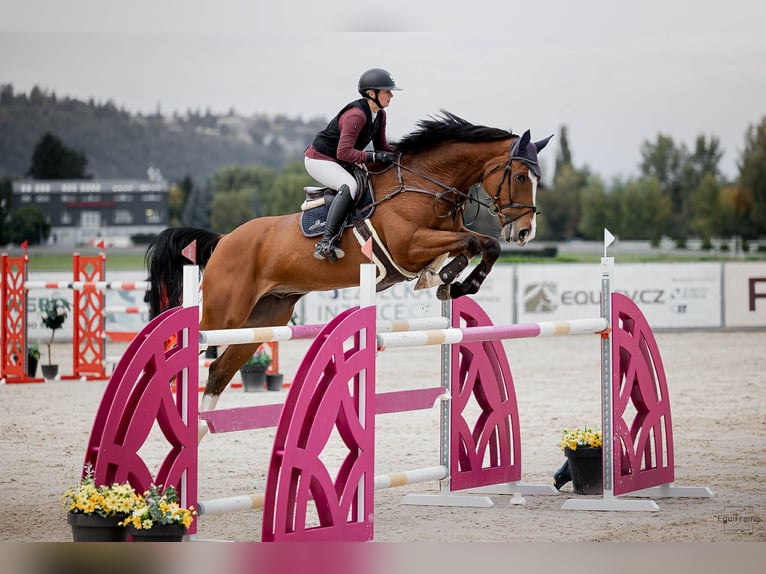 Irish sport horse Ruin 10 Jaar 180 cm Bruin in Horovice