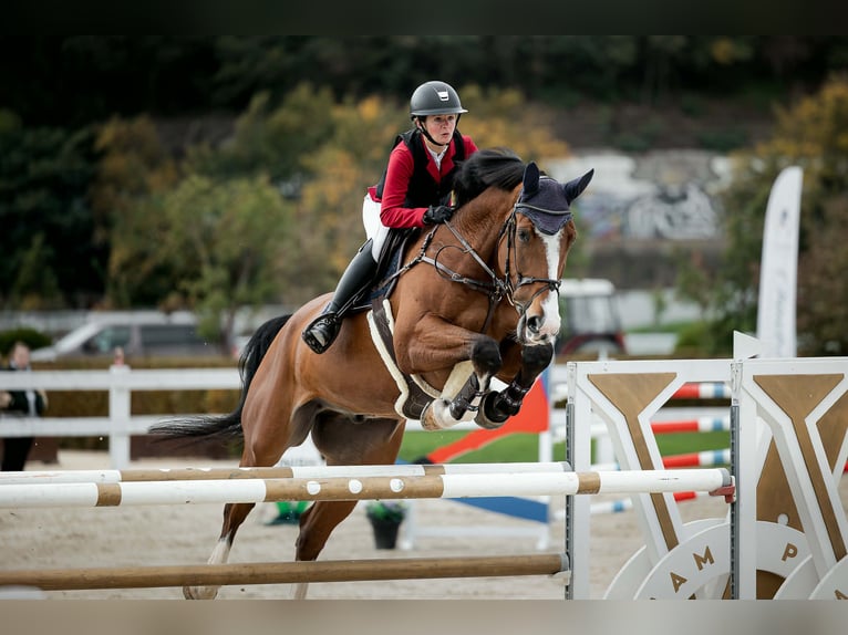 Irish sport horse Ruin 10 Jaar 180 cm Bruin in Horovice