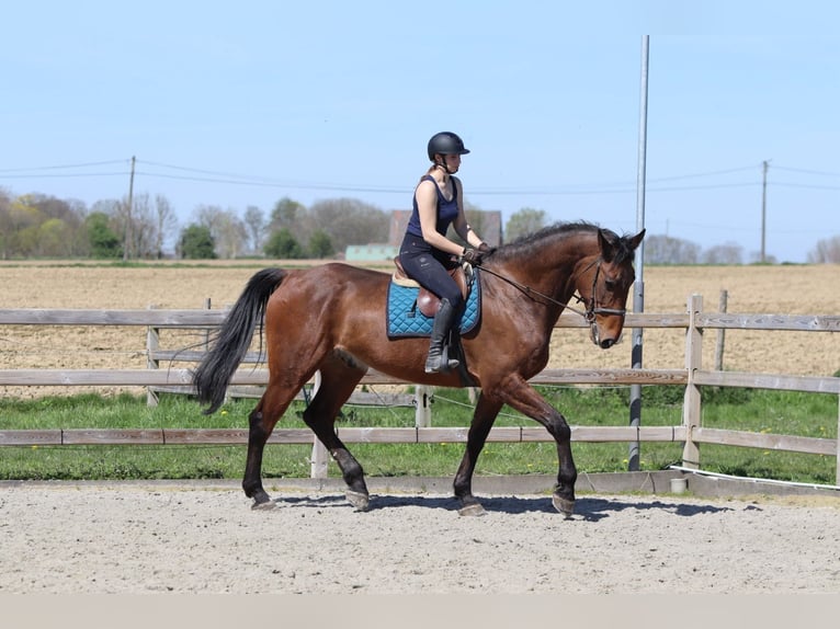 Irish sport horse Ruin 10 Jaar 182 cm Bruin in Pepingen