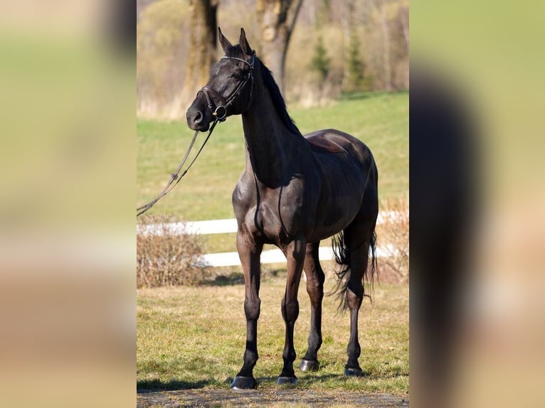Irish sport horse Ruin 10 Jaar Zwart in Wächtersbach