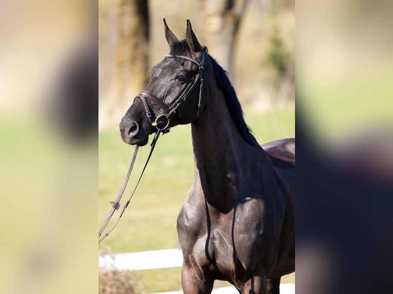 Irish sport horse Ruin 10 Jaar Zwart in Wächtersbach