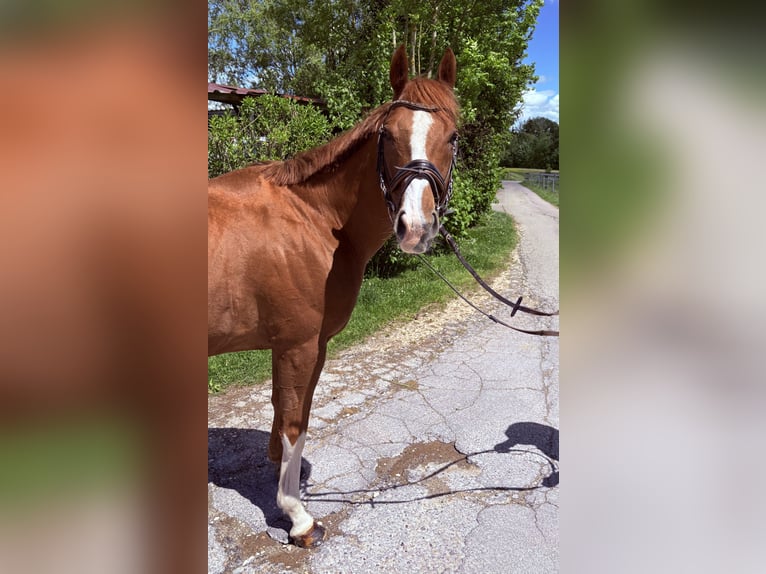Irish sport horse Ruin 11 Jaar 155 cm Donkere-vos in Schwäbisch Gmünd