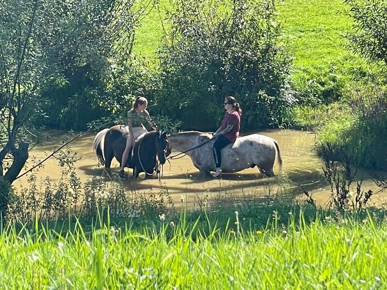 Irish sport horse Mix Ruin 11 Jaar 157 cm Gevlekt-paard in Lanškroun