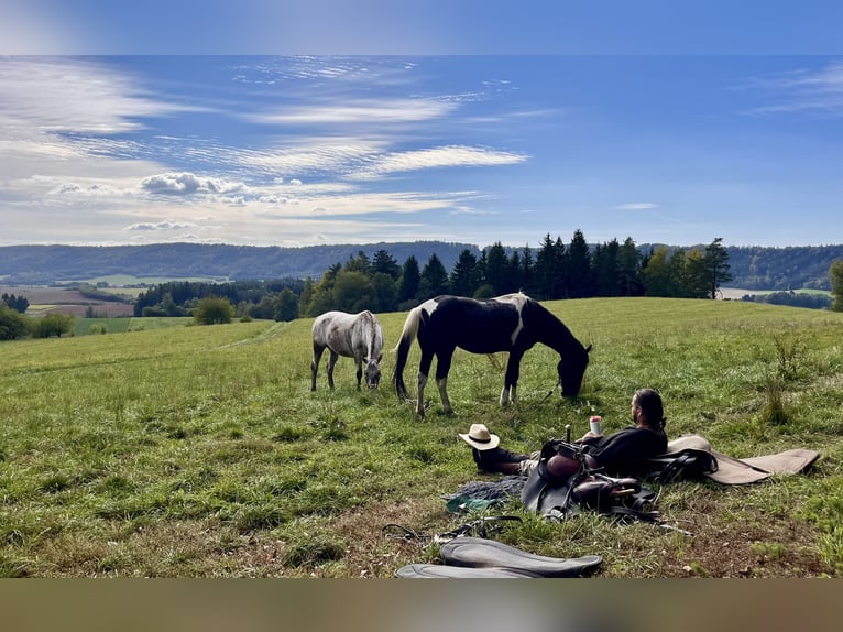 Irish sport horse Mix Ruin 11 Jaar 157 cm Gevlekt-paard in Lanškroun