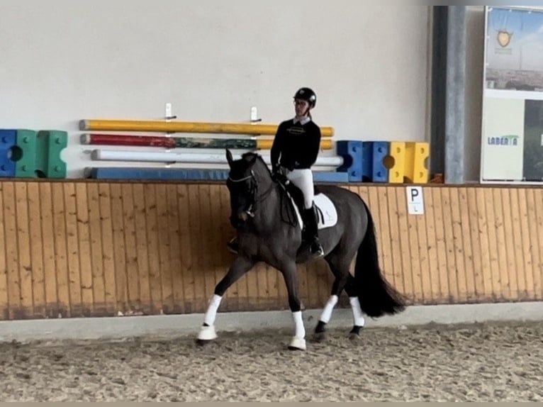 Irish sport horse Ruin 11 Jaar 169 cm Donkerbruin in Kaunas