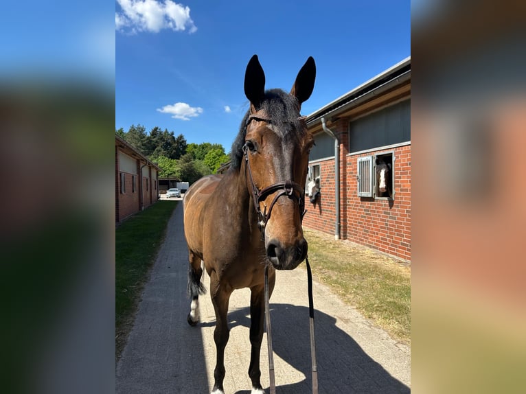 Irish sport horse Ruin 11 Jaar 171 cm Donkerbruin in Vechta