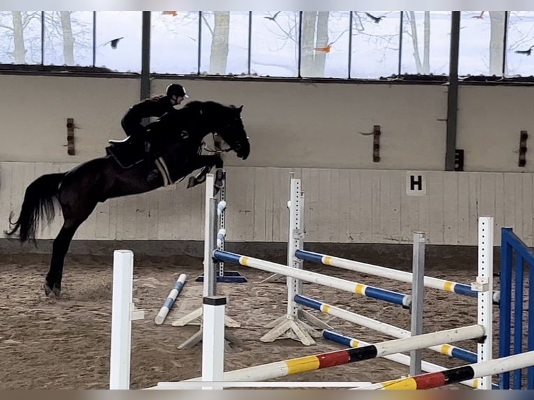 Irish sport horse Ruin 11 Jaar 172 cm Zwart in Hofheim am Taunus